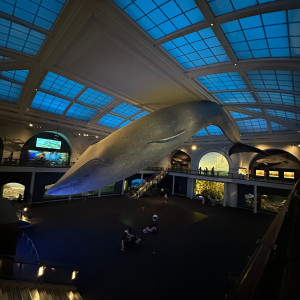 Blue whale