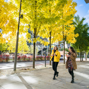 Two women walk under bright yellow autumn trees in Oslo’s modern city center.