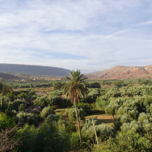 A wide view of a lush Moroccan valley filled with olive trees and greenery, with a tall palm tree in the center and rugged, reddish mountains rising in the distance under a soft, cloudy sky.