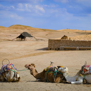 A group of camels resting on the sandy ground of the Agafay Desert near Marrakesh, with stone enclosures, canvas tents, and rolling golden hills in the background.