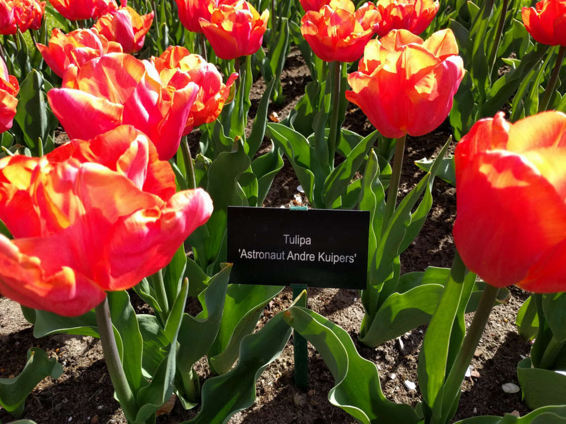 See the Tulips Bloom in the Netherlands' Keukenhof Gardens Online
