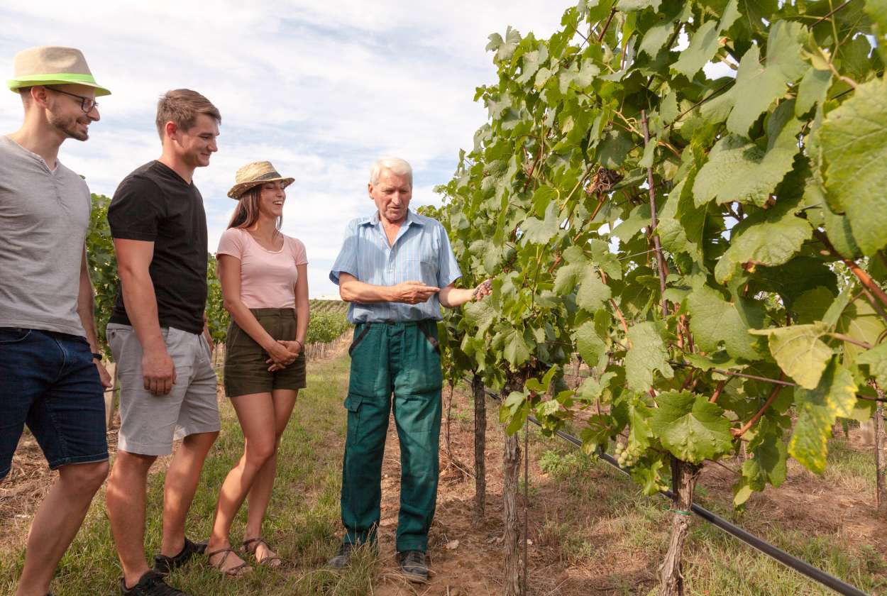 Valpolicella Wine Tour from Verona