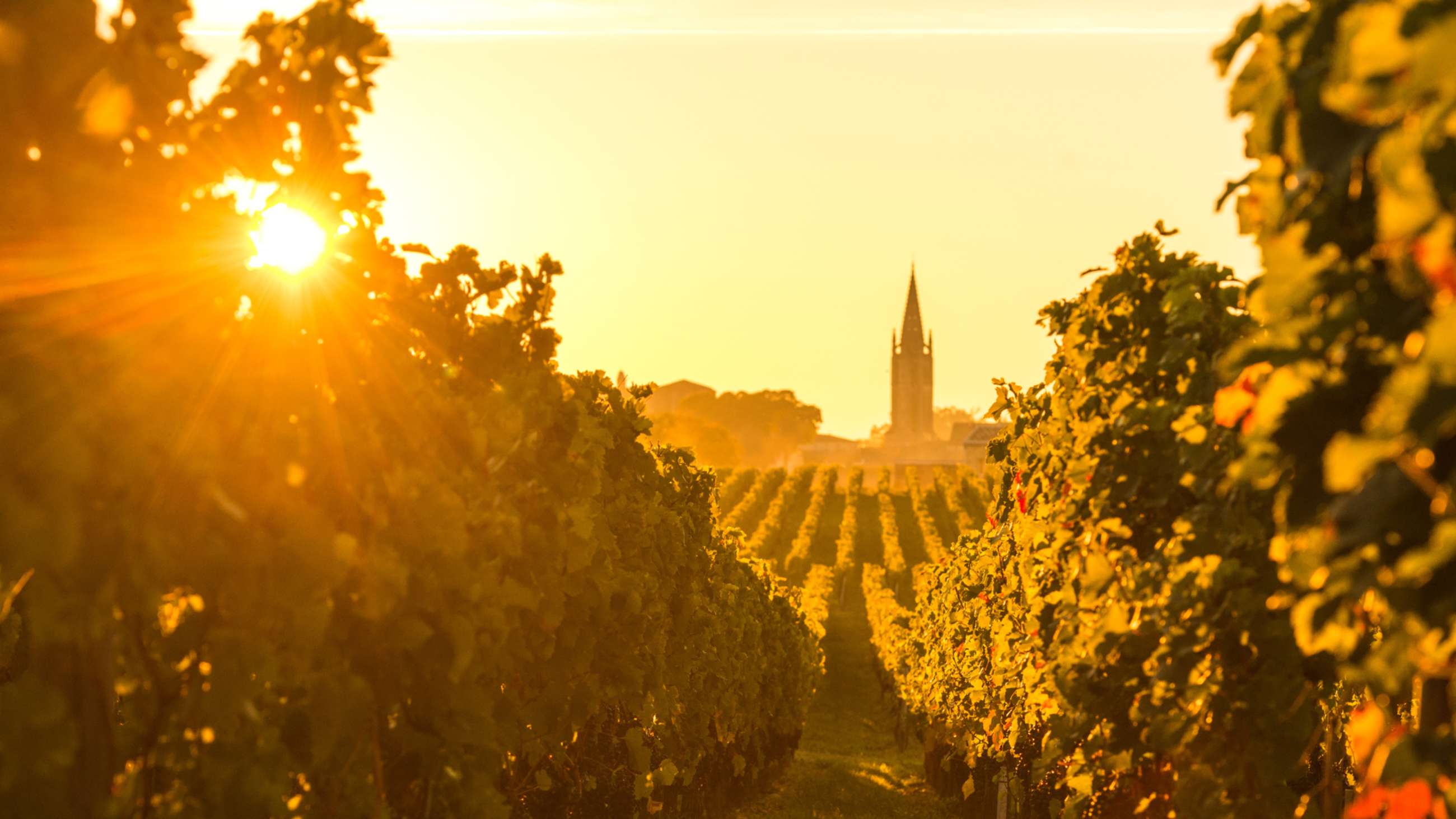 Best Wine Tours in Bordeaux | Private Bordeaux Walking Tours