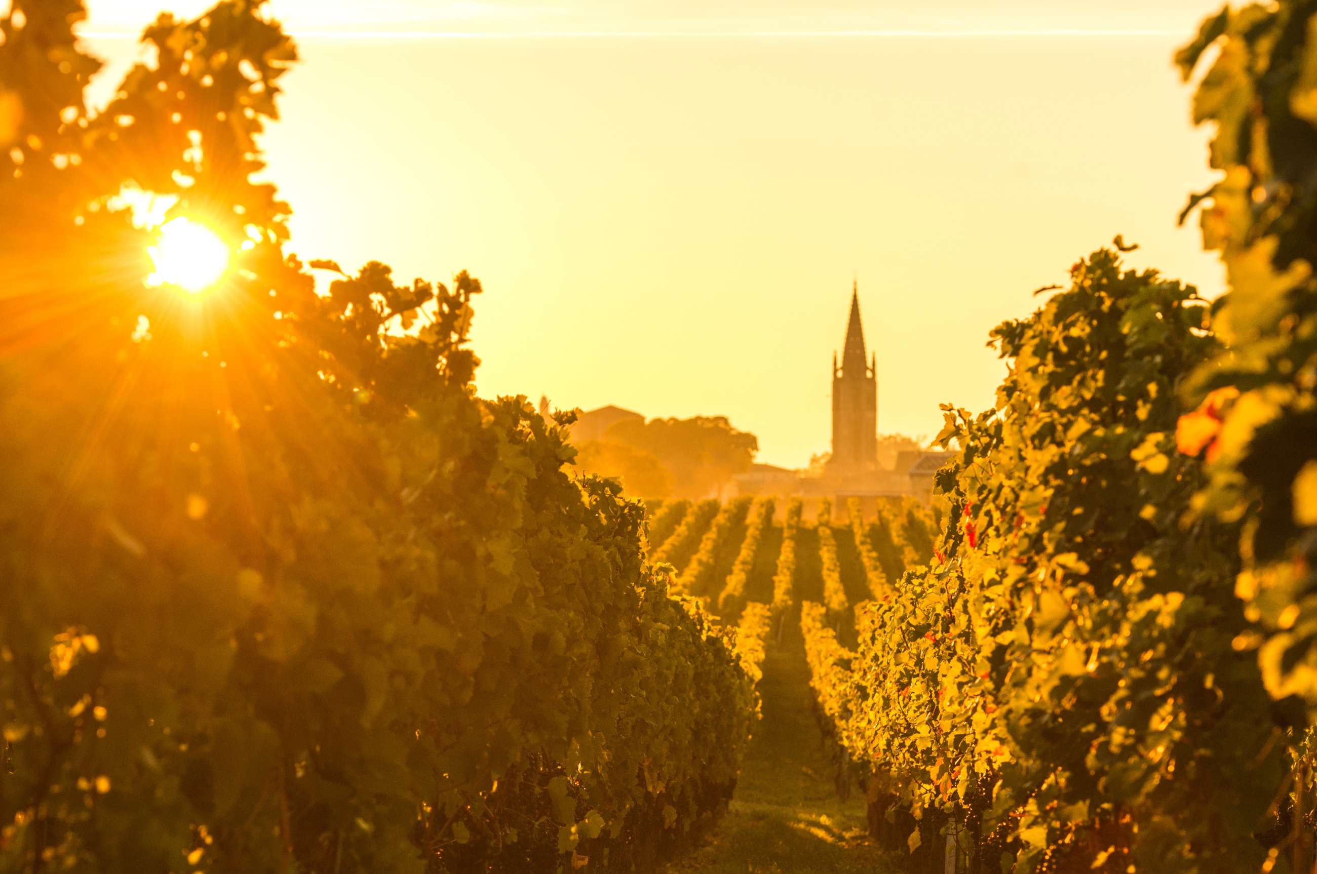 Best Wine Tours in Bordeaux | Private Bordeaux Walking Tours