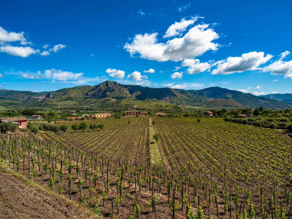 Vineyard near Mount Etna in Sicily