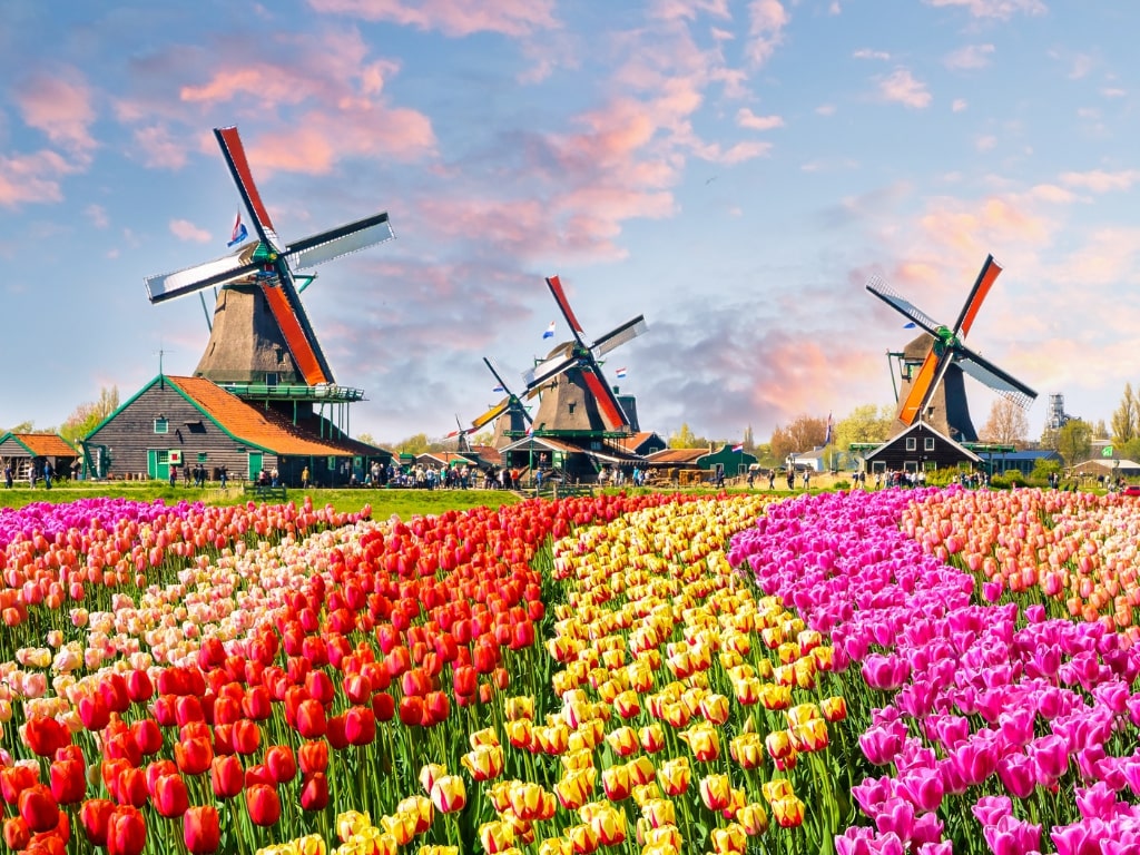 Windmills and tulips