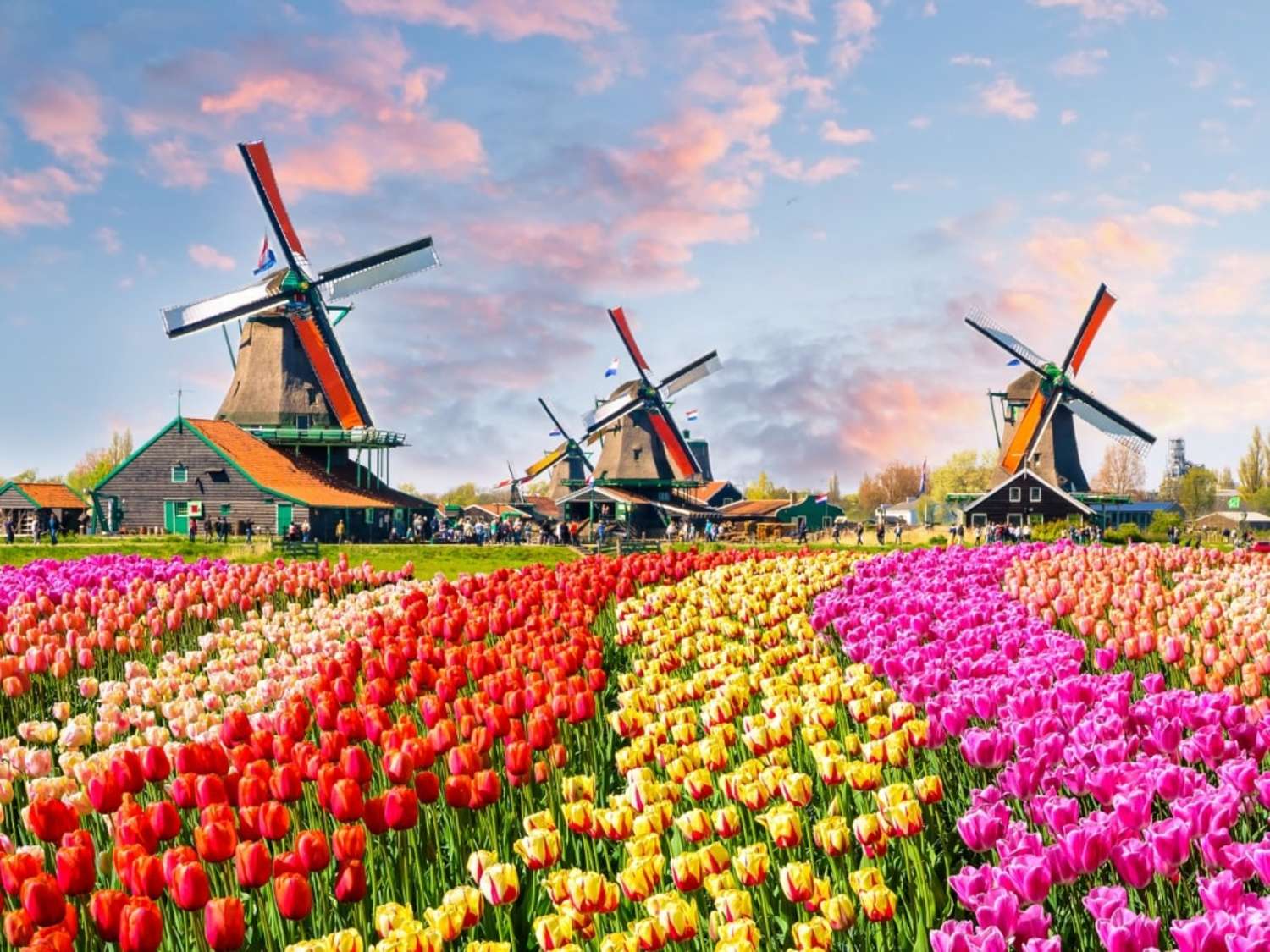 Tulips in Amsterdam & Keukenhof - Context Travel