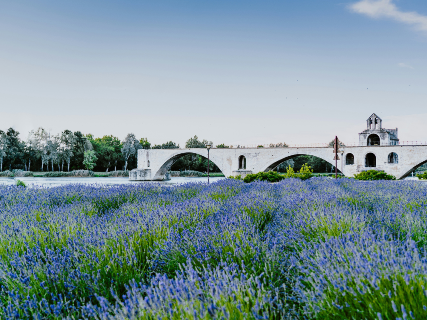 Lavender fields in Avignon