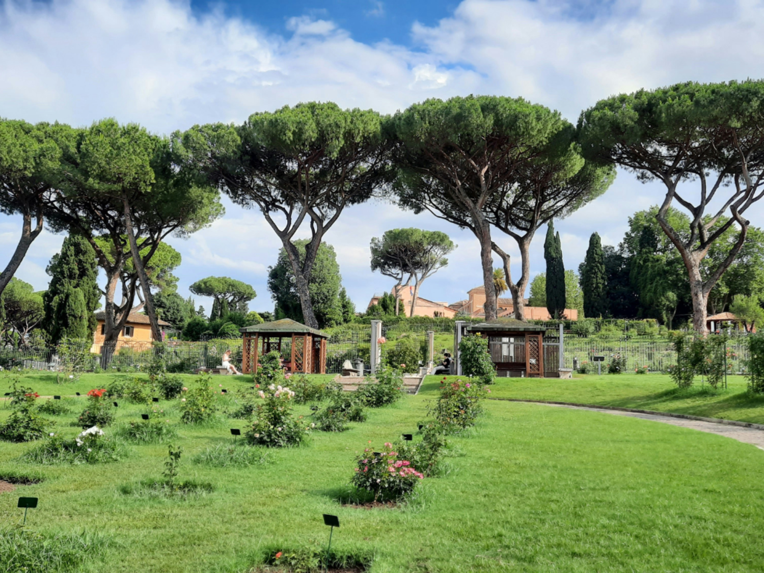 The Rose Garden in June